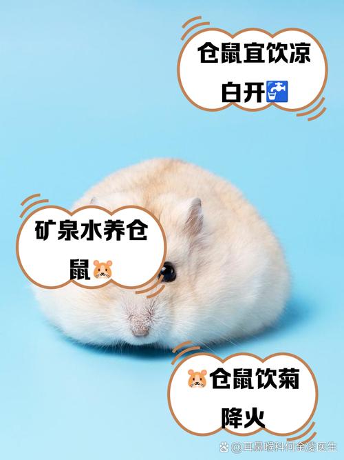 倉鼠的水怎麼裝