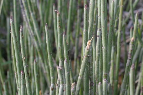 mixed flora 是什麼