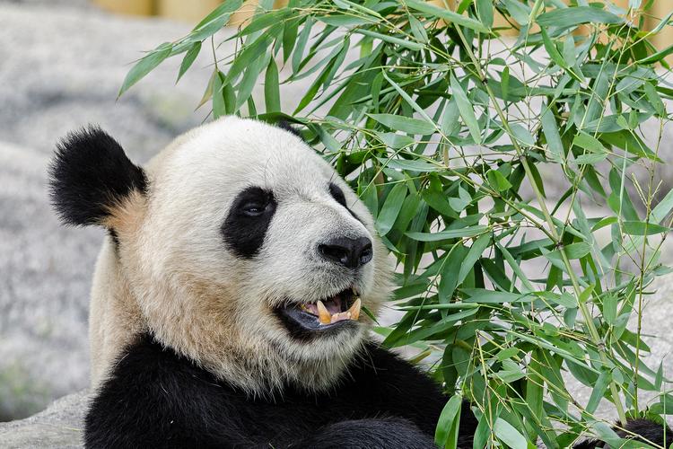 熊貓的智商是多少