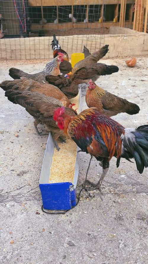 一坪可養幾隻雞