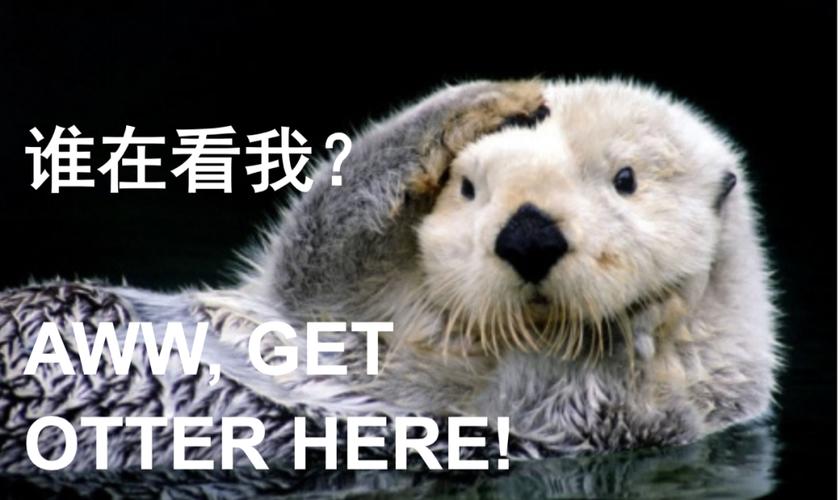 什麼是otter