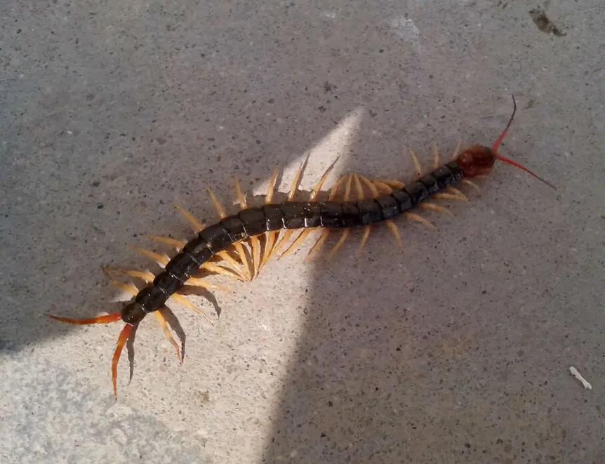 蜈蚣怕什麼