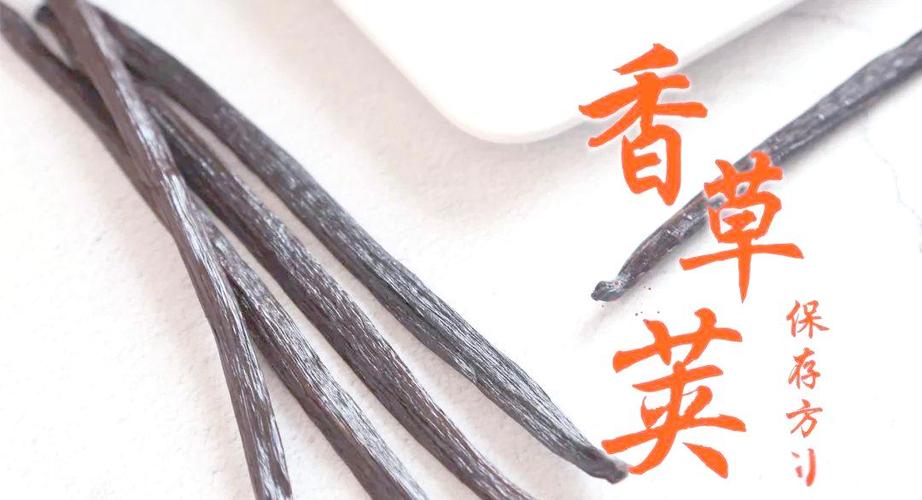 香草莢怎麼保存