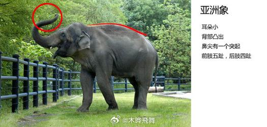 大象生活在哪裡