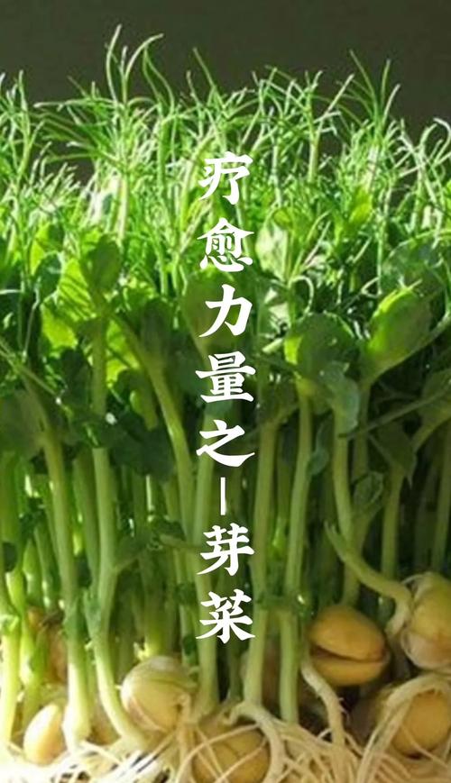 芽菜要洗嗎
