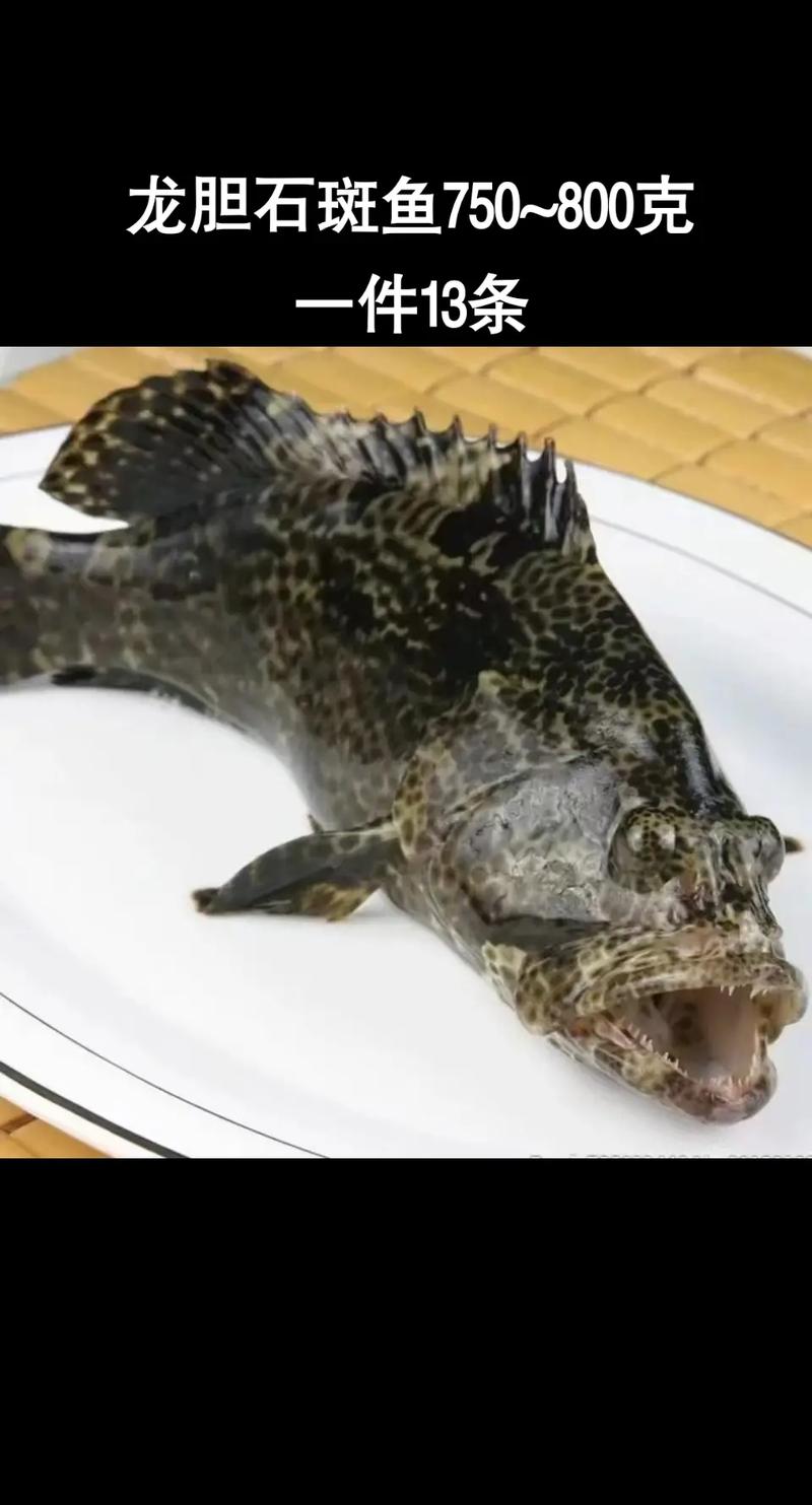 龍膽石斑有什麼營養