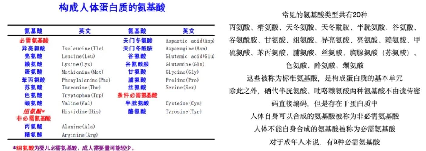 什麼叫做胺基酸