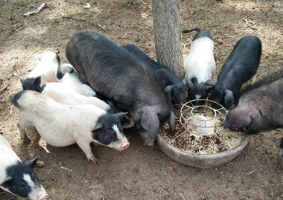 麝香豬可以活幾年