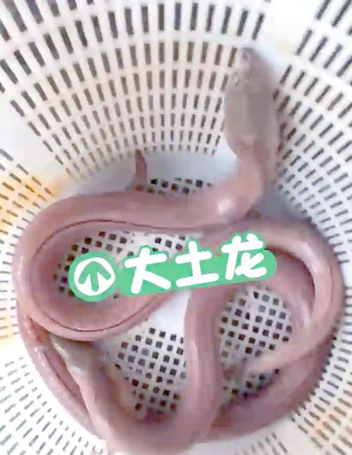 如何辨別土龍