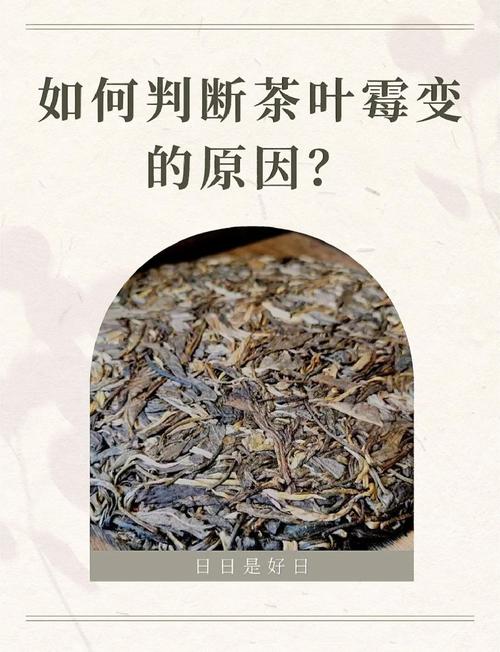 茶葉發霉怎麼看