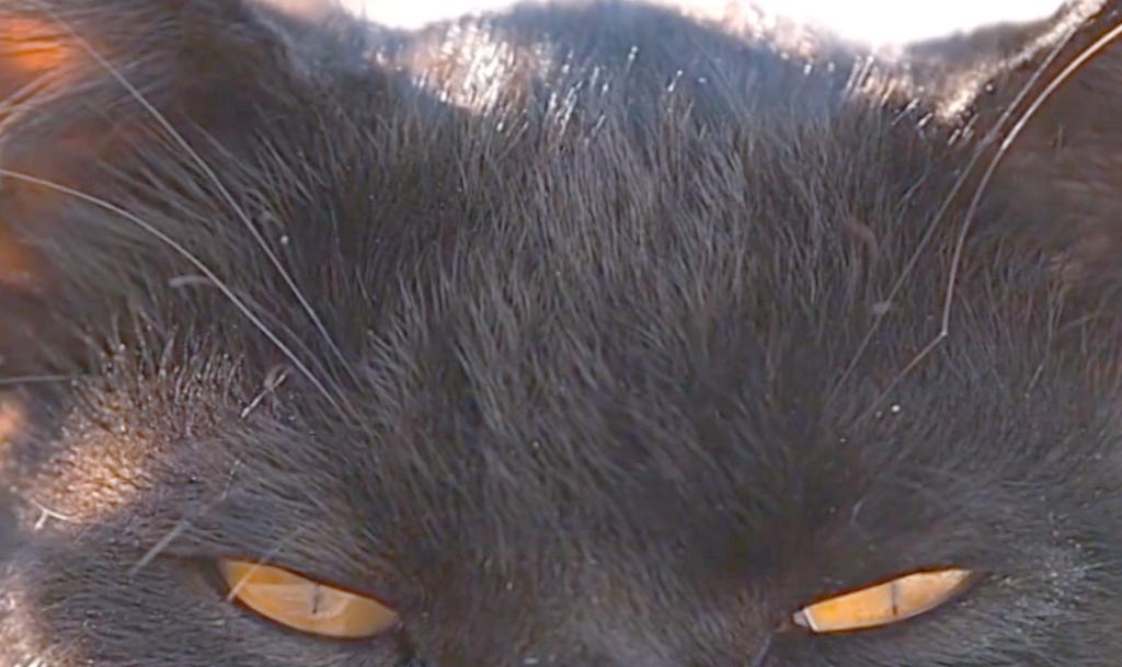 貓在黑暗中看得到嗎