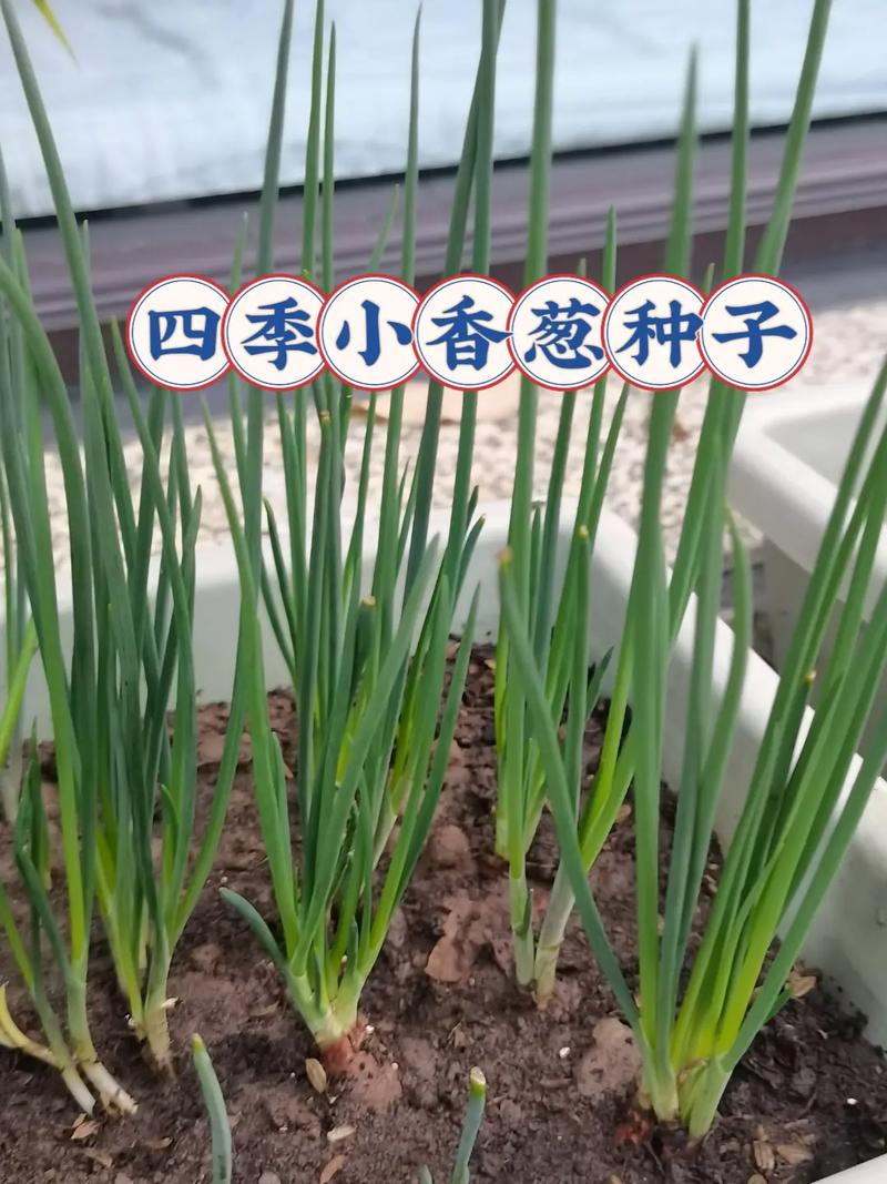 蔥種子怎麼種