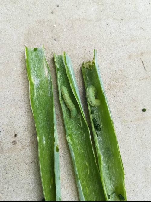 蔥會有蟲嗎:從田間到餐桌,全面解析蔥蟲害的預防與應對之道 1 蔥會有蟲嗎