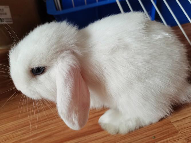 兔子小時候叫什麼?幼兔成長、飼養與照護的深度指南 1 兔子小時候叫什麼