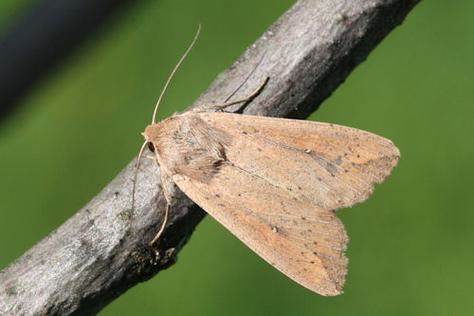 台灣黃毒蛾有毒嗎