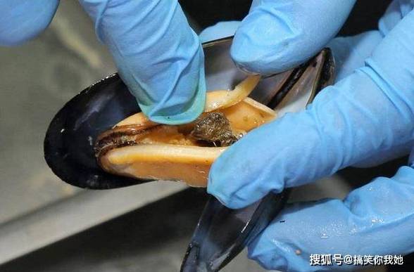 孔雀蛤為什麼叫淡菜