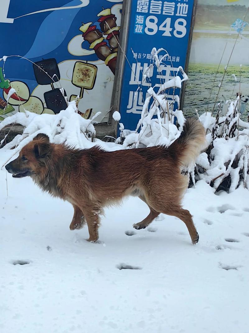 雪霸國家公園可以帶狗嗎