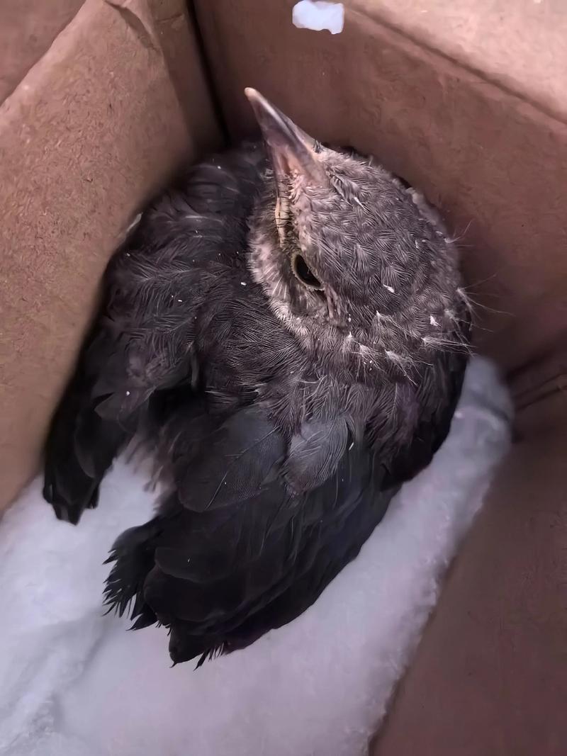 撿到鳥可以養嗎?專業鳥類救援指南與法律解析:你該知道的下一步! 1 撿到鳥可以養嗎