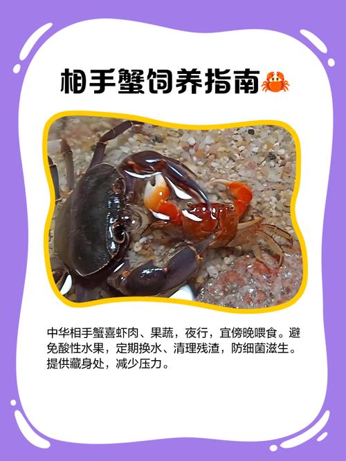 螃蟹幾隻手?從生物奧秘到飲食文化,深度解析您不知道的螃蟹冷知識 1 螃蟹幾隻手