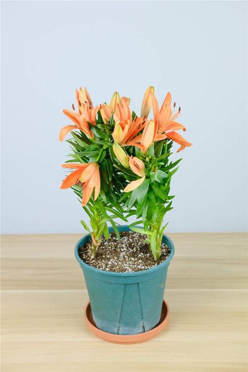 百合花需要很多水嗎