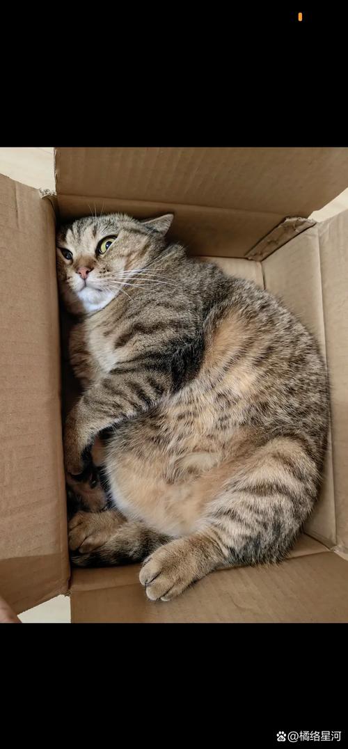 公貓有ㄋㄟㄋㄟ嗎