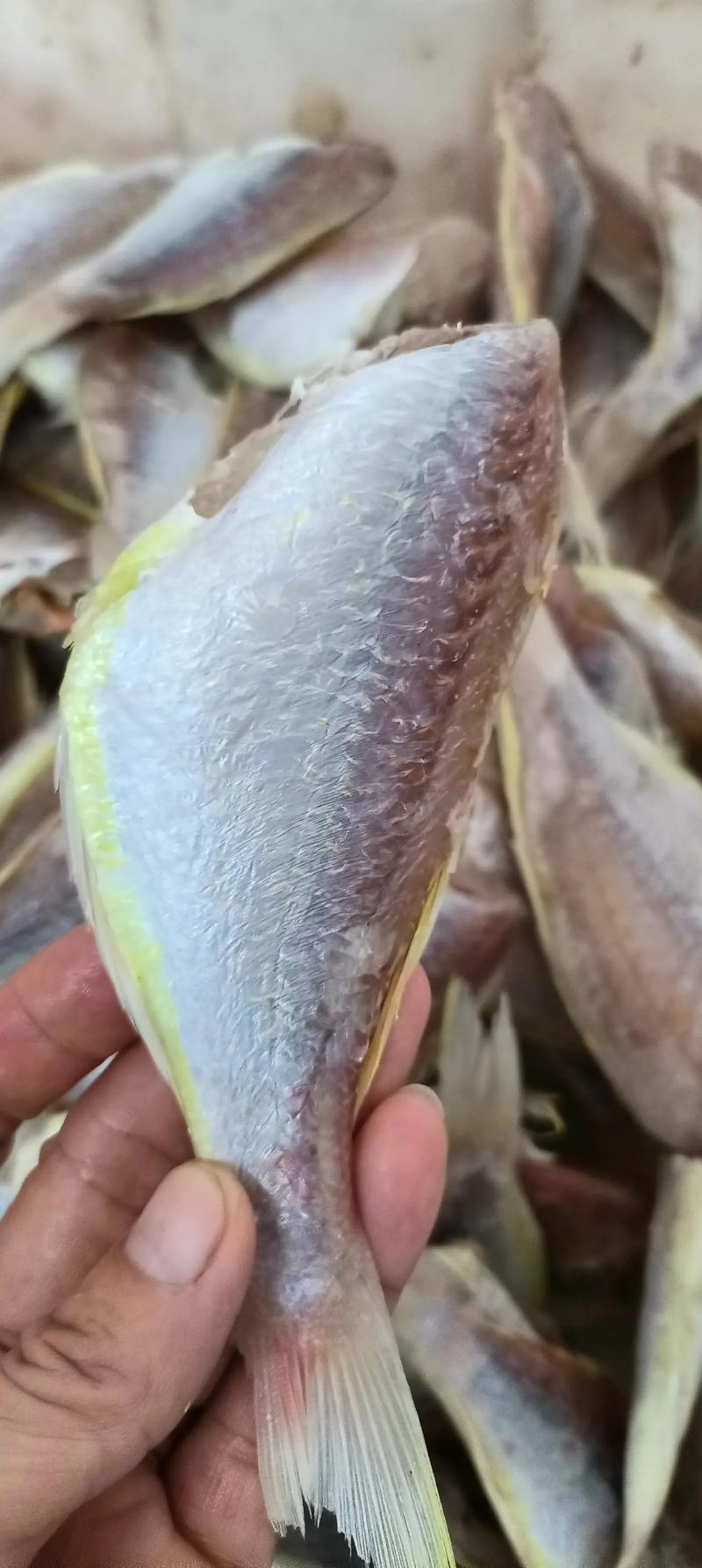 一夜干是什麼魚?深度解析這道日式美味的魚種選擇與製作奧秘 3 ㄧ夜干是什麼魚