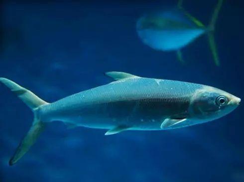 蝨目魚有野生的嗎?深度解析蝨目魚的生態、養殖與產業鏈 1 蝨目魚有野生的嗎