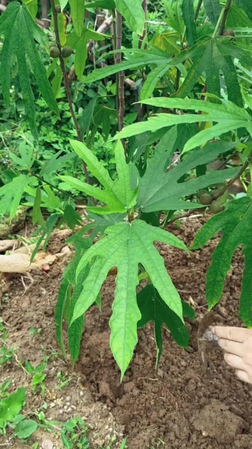 五指毛桃台灣叫什麼