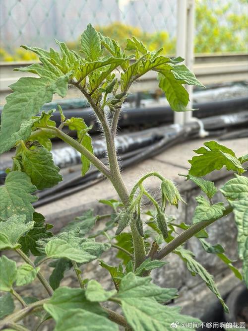 為什麼番茄長不大