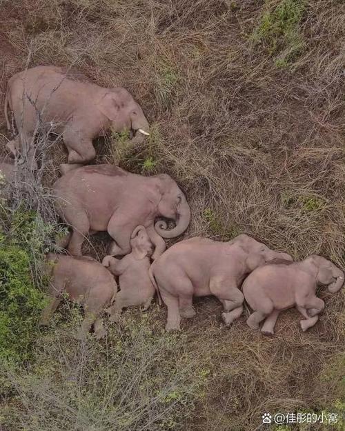 大象如何睡覺:解密牠們的睡眠習慣與深層奧秘 1 大象如何睡覺