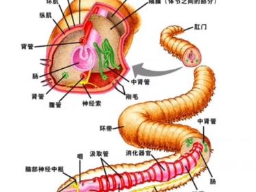 蚯蚓有血管嗎