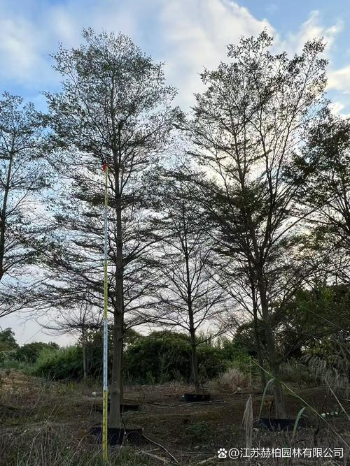 小葉欖仁是原生種嗎