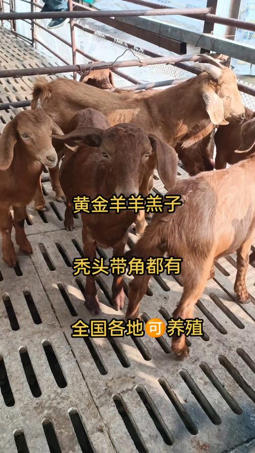 山羊是保育類嗎