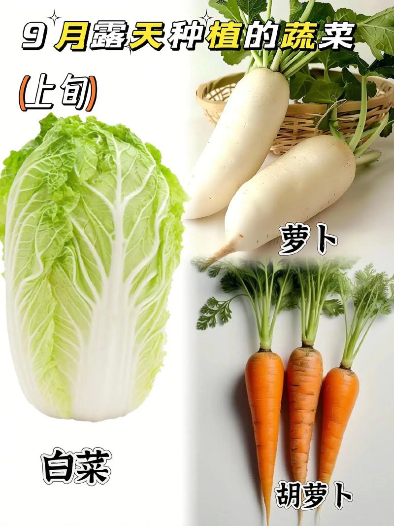 九月份適合種什麼菜?秋季菜園豐收秘訣與實用指南 3 九月份適合種什麼菜
