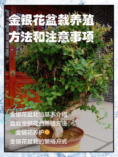 金銀花怎麼養?新手也能輕鬆種植的黃金祕訣與照護指南 3 金銀花怎麼養