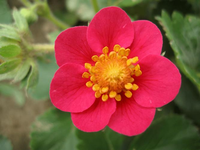 草莓開紅花是什麼品種?探索那些令人驚豔的觀賞與食用兼具紅花草莓 3 草莓開紅花是什麼品種