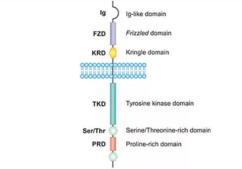 什麼是RoR?深入解析Ruby on Rails的精髓、優勢與應用場景 1 什麼是RoR