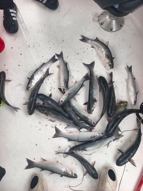 烏山頭水庫能釣魚嗎