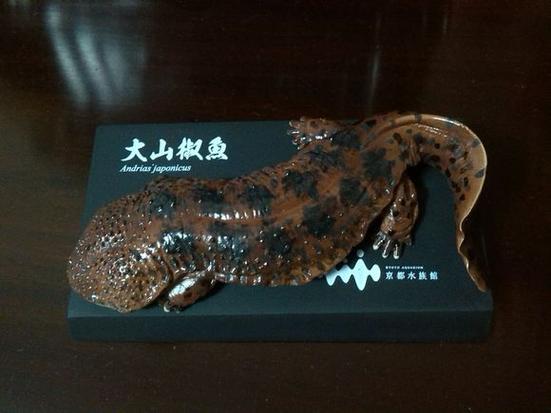 山椒魚是魚嗎?深度解析兩棲動物與魚類的迷思與真相 1 山椒魚是魚嗎