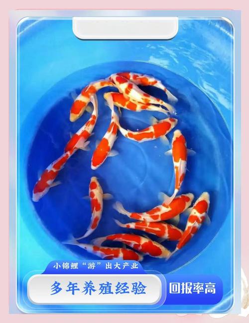 鯉魚要怎麼養