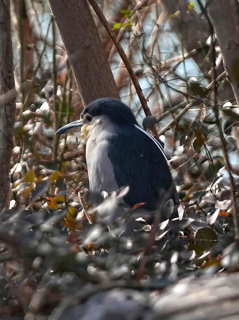 鳥看得到前面嗎?深度解析鳥類的獨特視覺世界 1 鳥看得到前面嗎