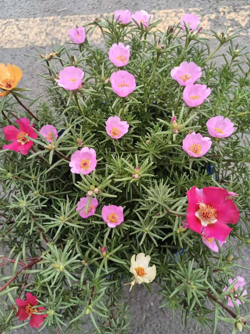 太陽花怎麼保存