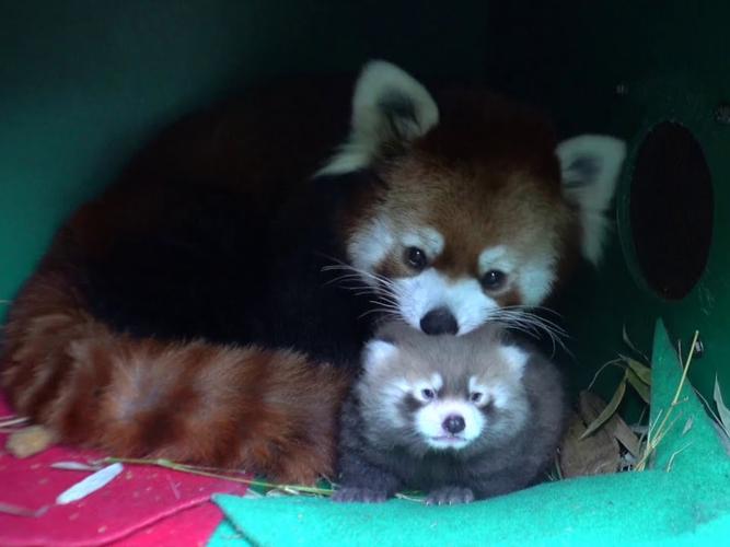 為什麼熊貓寶寶這麼小