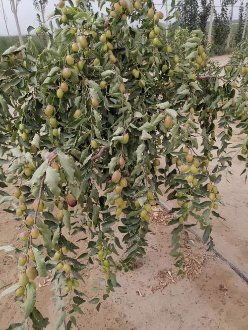 紅棗有重金屬嗎