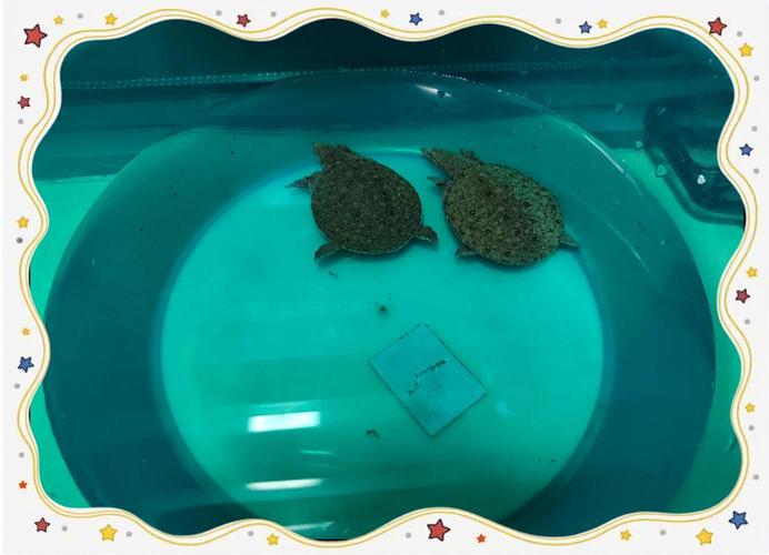 鱉可以在水裡多久