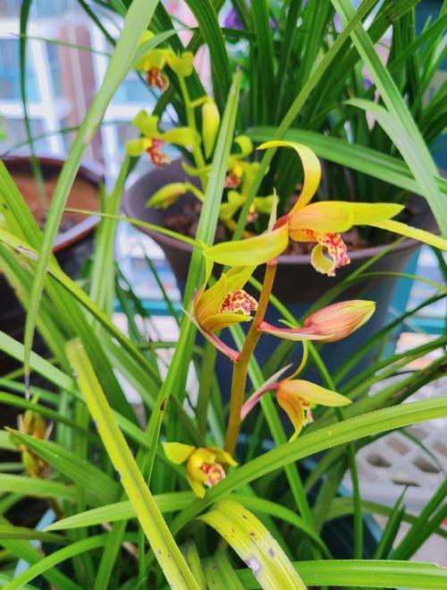 花中君子指的是哪種花