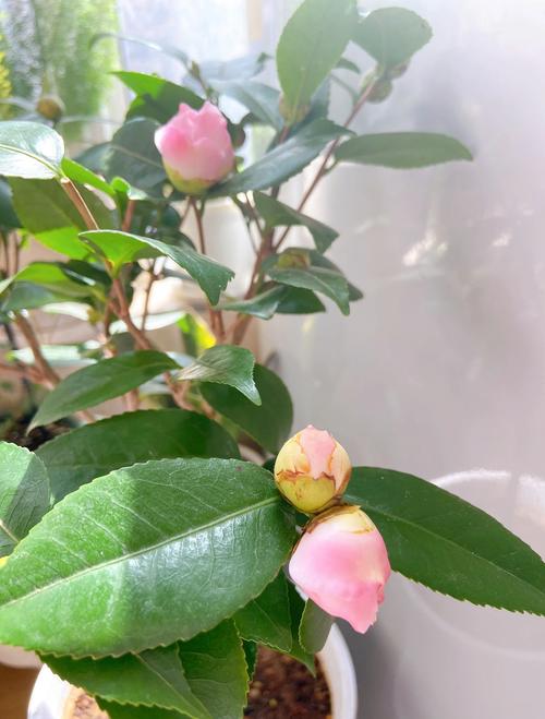 茶花要曬太陽嗎