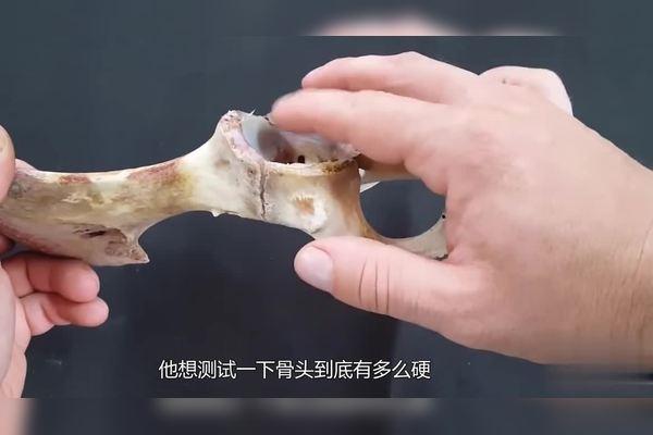 骨頭比什麼硬:深度解析骨骼的獨特硬度與構成奧秘 3 骨頭比什麼硬