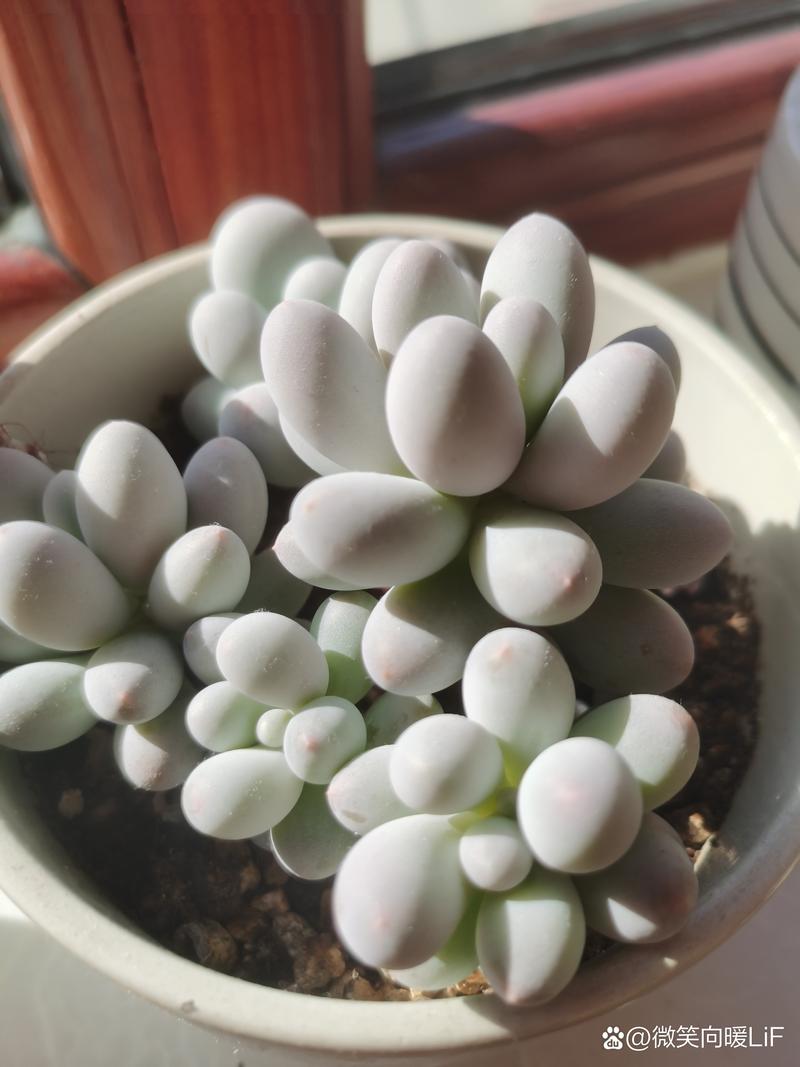 微笑多肉:掌握陽光、水與愛的關鍵,讓你的多肉植物綻放療癒笑容 3 微笑多肉