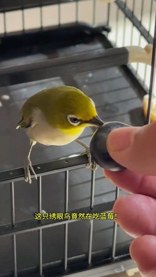 野生鳥吃什麼